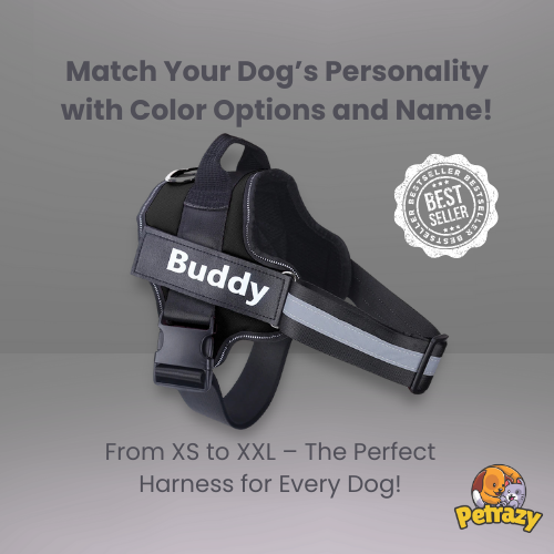 Personalized No Pull Dog Harness