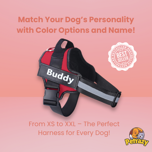 Personalized No Pull Dog Harness