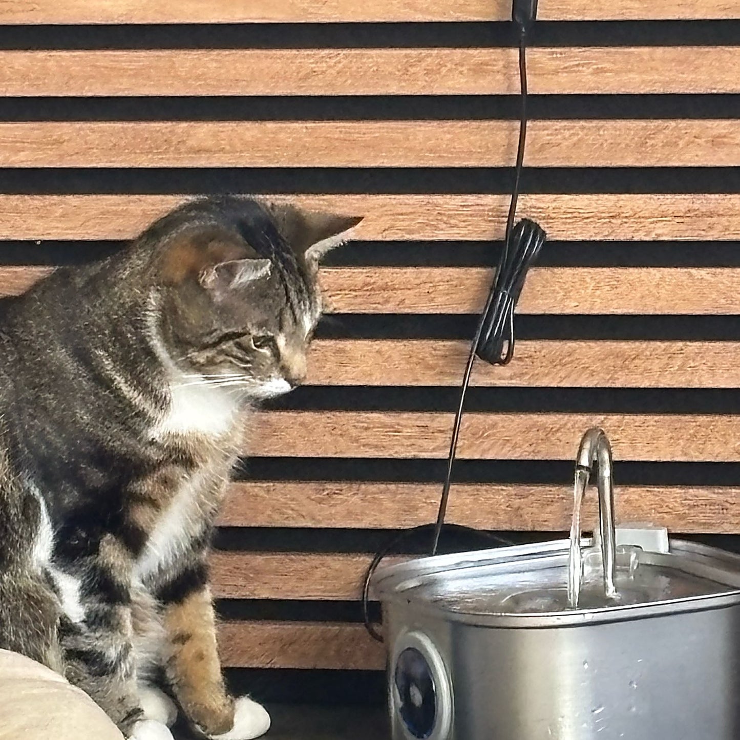 hydraflow real tabby