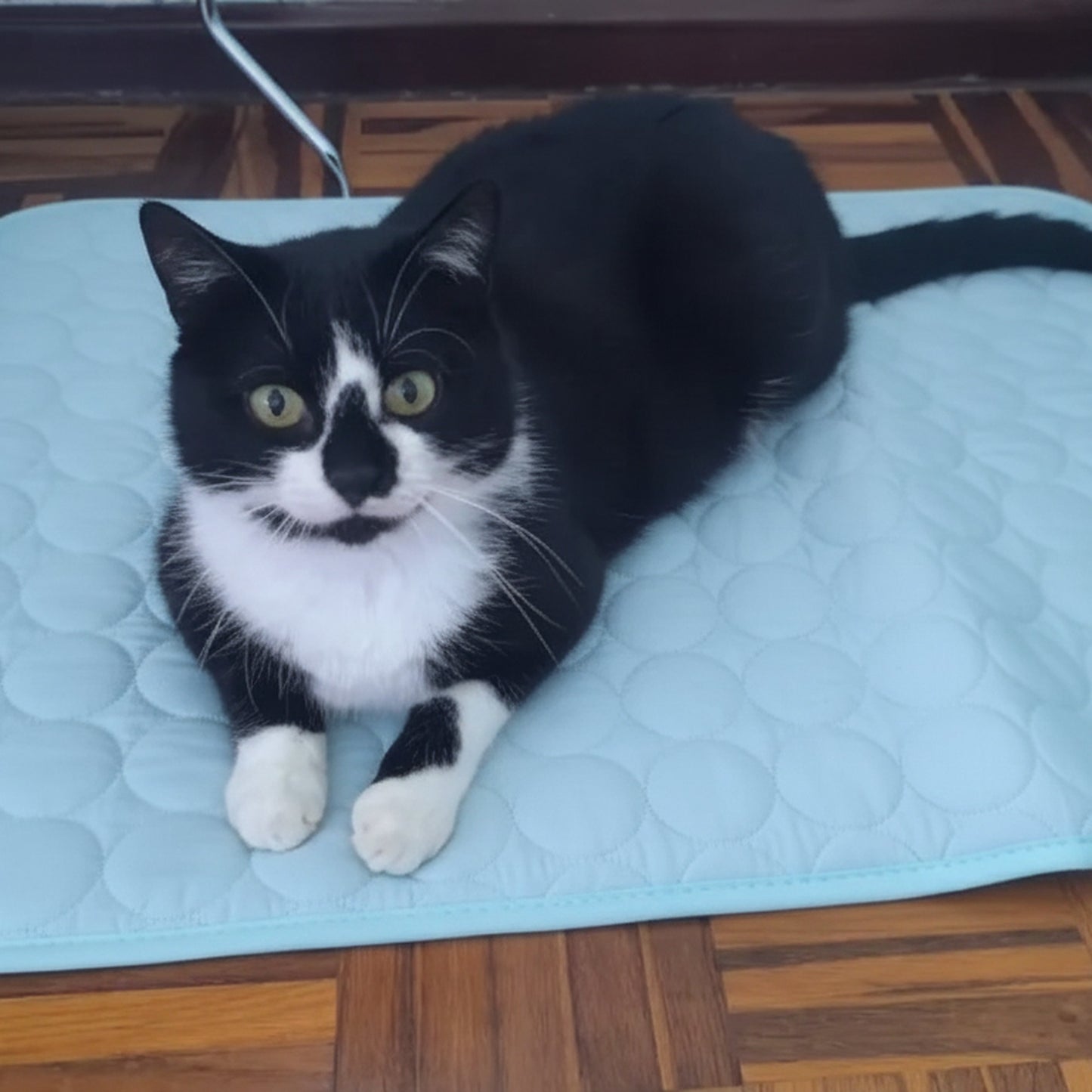 chillpad cat real sq