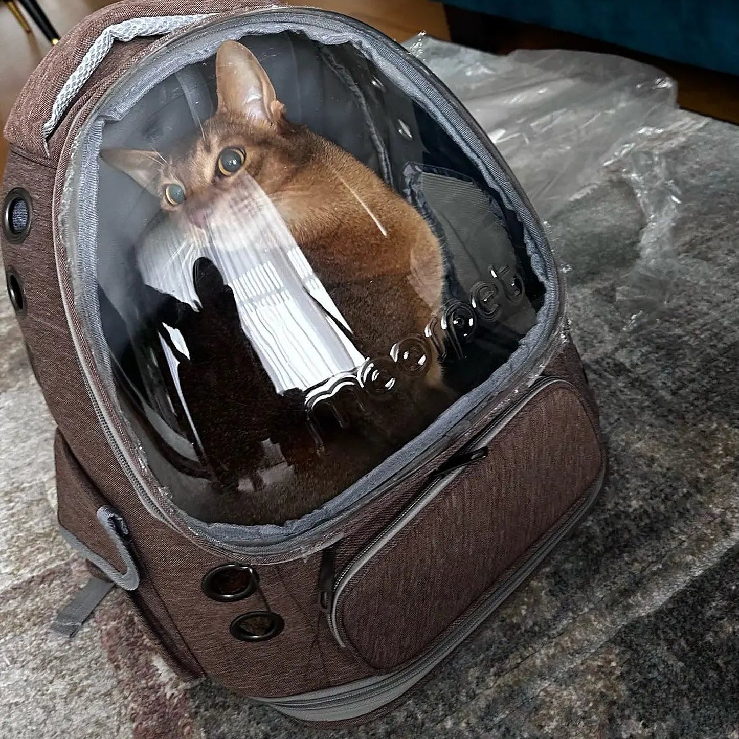 petstronaut cat real sq