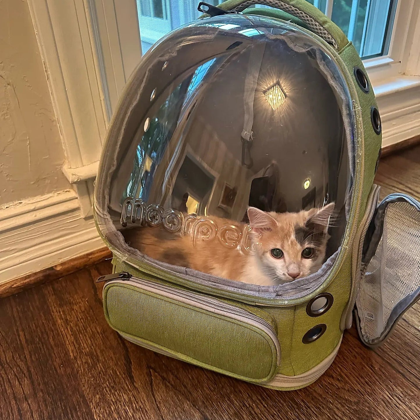 petstronaut kitten real sq
