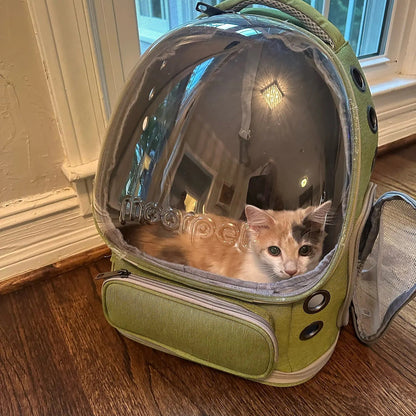 petstronaut kitten real sq