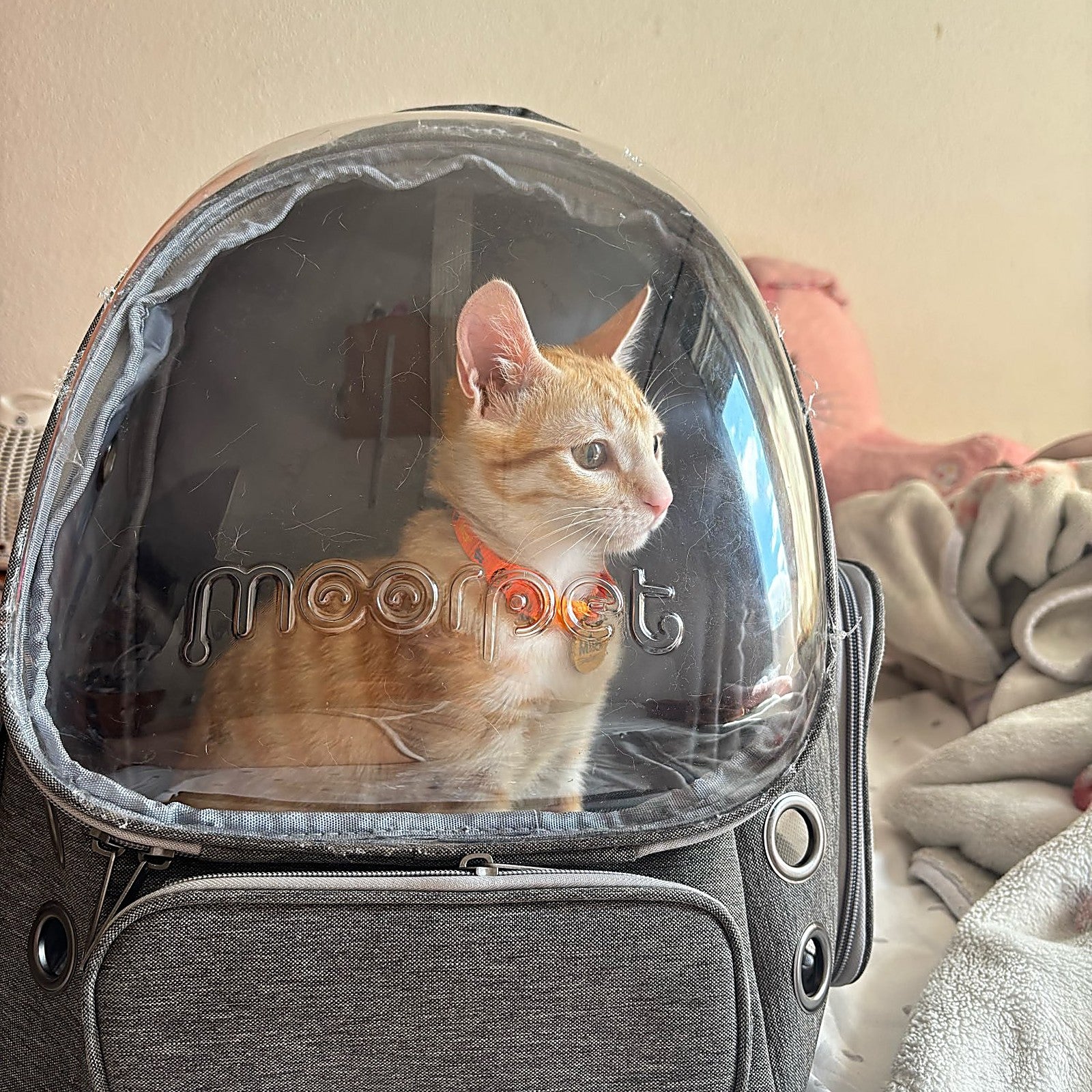 petstronaut real ginger